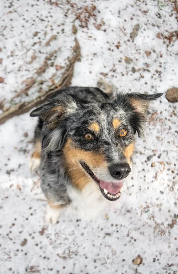 Northwest Minnesota Aussie Rescue