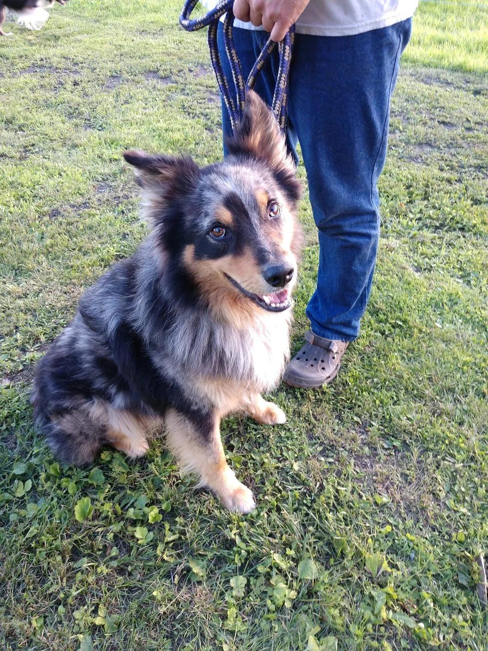 About Us — Northwest Minnesota Aussie Rescue