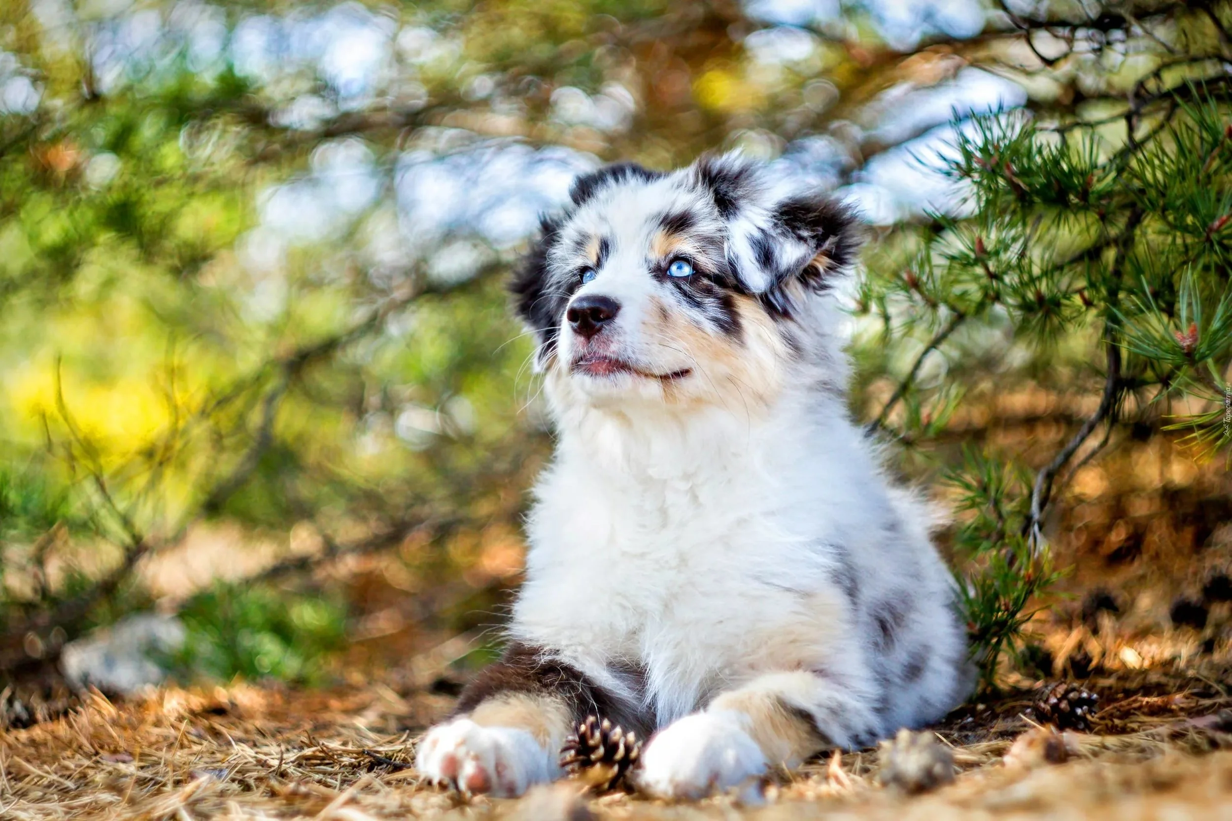 Australian Shepherd Wallpaper for Computer.jpg