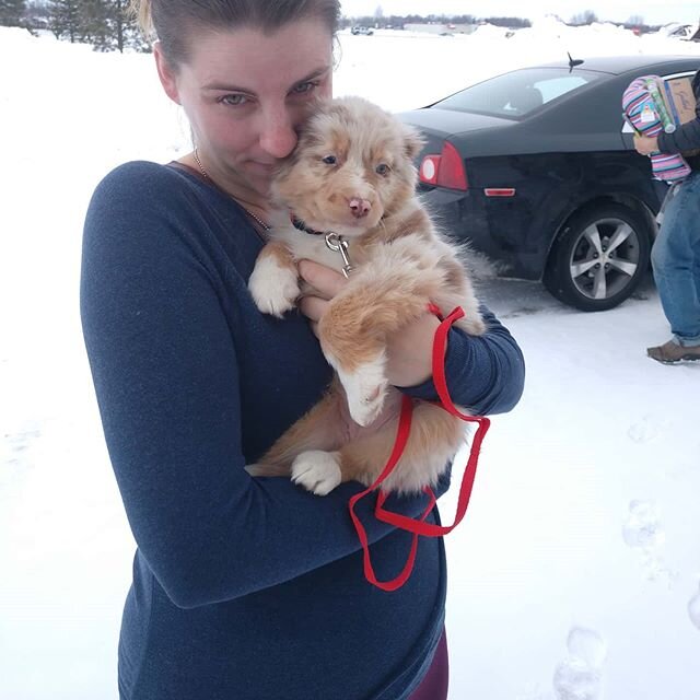 Success!  furever home found for this little red merle today on 2/1/2020. Congratulations to Lauren on 2/1/2020, thank you for thinking of adoption and we hope you enjoy your little girl!  Happy tails make happy trails!