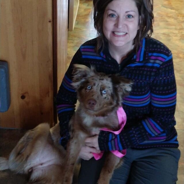 Success!  Furever home found for this little red merle on 1/25/2020. Congratulations to Jill on 1/25/2020, thank you for thinking of adoption and we hope you enjoy your little girl!  Happy tails make happy trails!