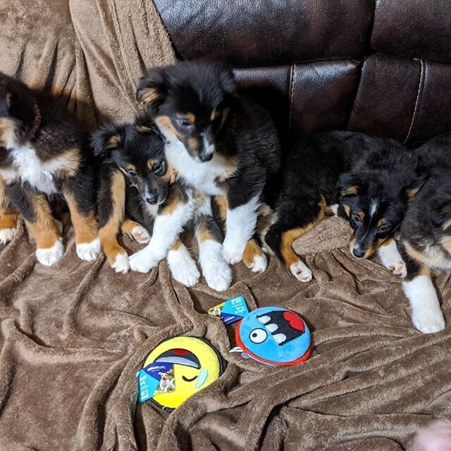 Four little Aussies looking for furever homes through approved applications! One was just adopted.  Born 11/22/2019 and ready to play.  We do not ship dogs/puppies.  Adopters must come to the rescue to pick up their puppy upon signing of contract.  A