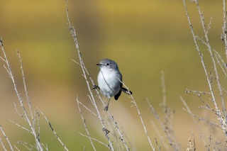 gnatcatcher image.jpeg