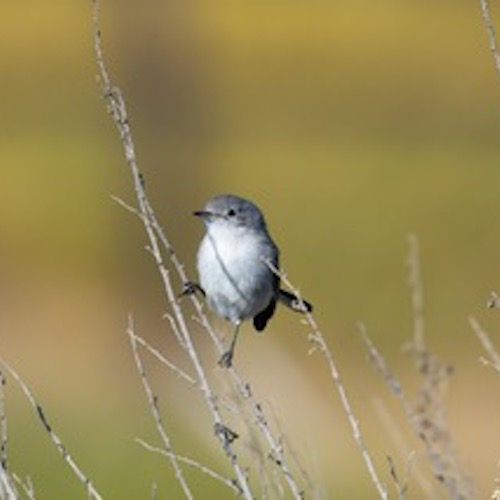 gnatcatcher image.jpeg