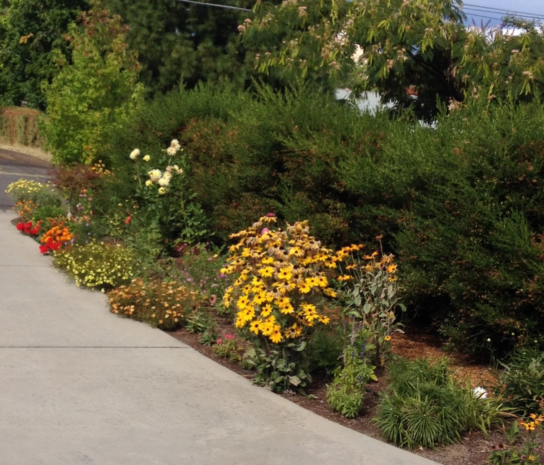 Flower, butterfly, pollinator garden in Ashland, Oregon
