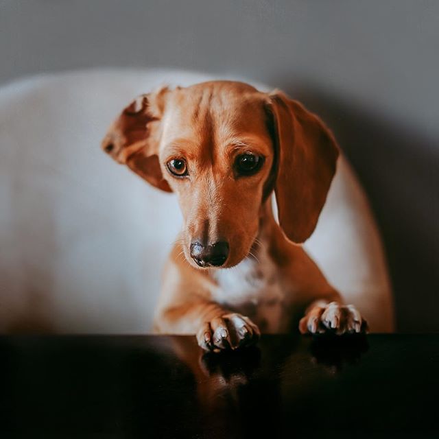 A new level of begging has begun🤦&zwj;♀️
.
.
.
#cmpro #clickinmoms #clickpro #motherhoodunplugged #dogsofinstagram #pocketpets #lookslikefilmpets