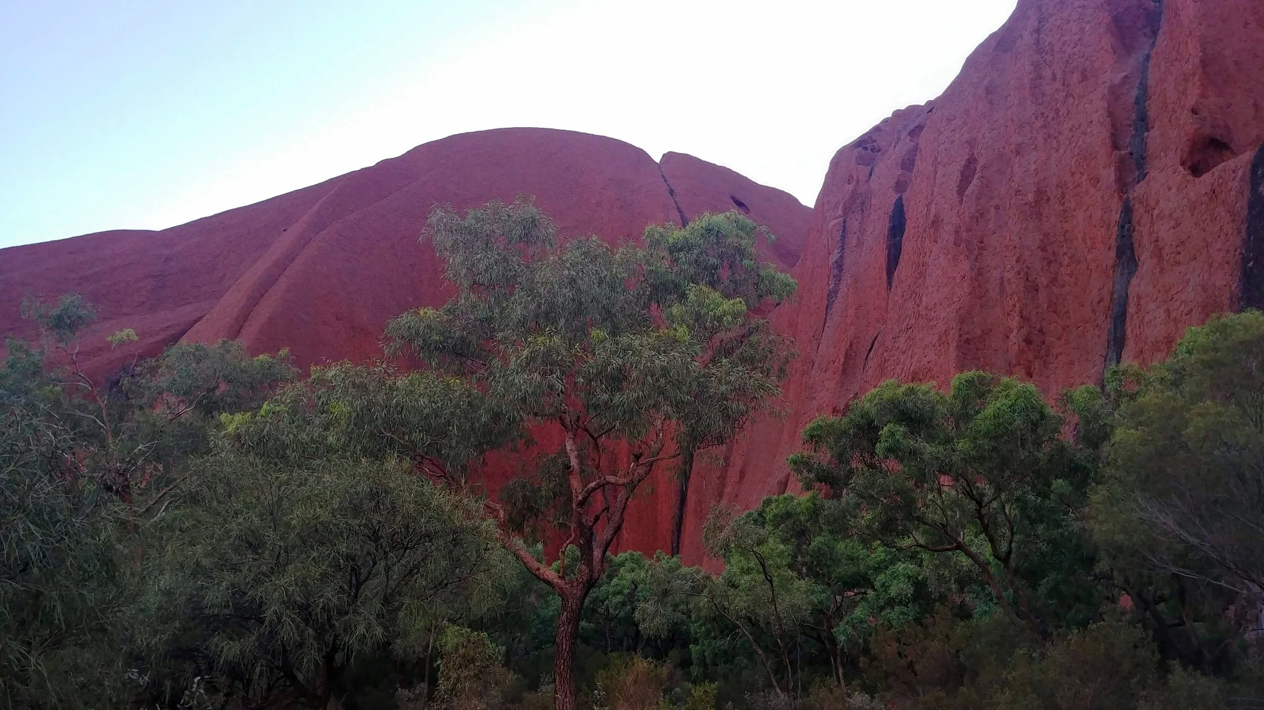 uluru_tree.jpg