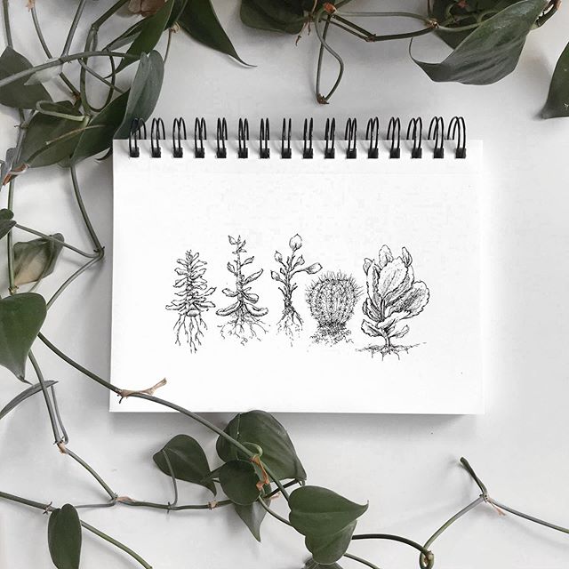 S k e t c h b o o k &bull;
Spring is in the air with all my desk plants blooming and thriving. They also have inspired my sketching exercises lately...