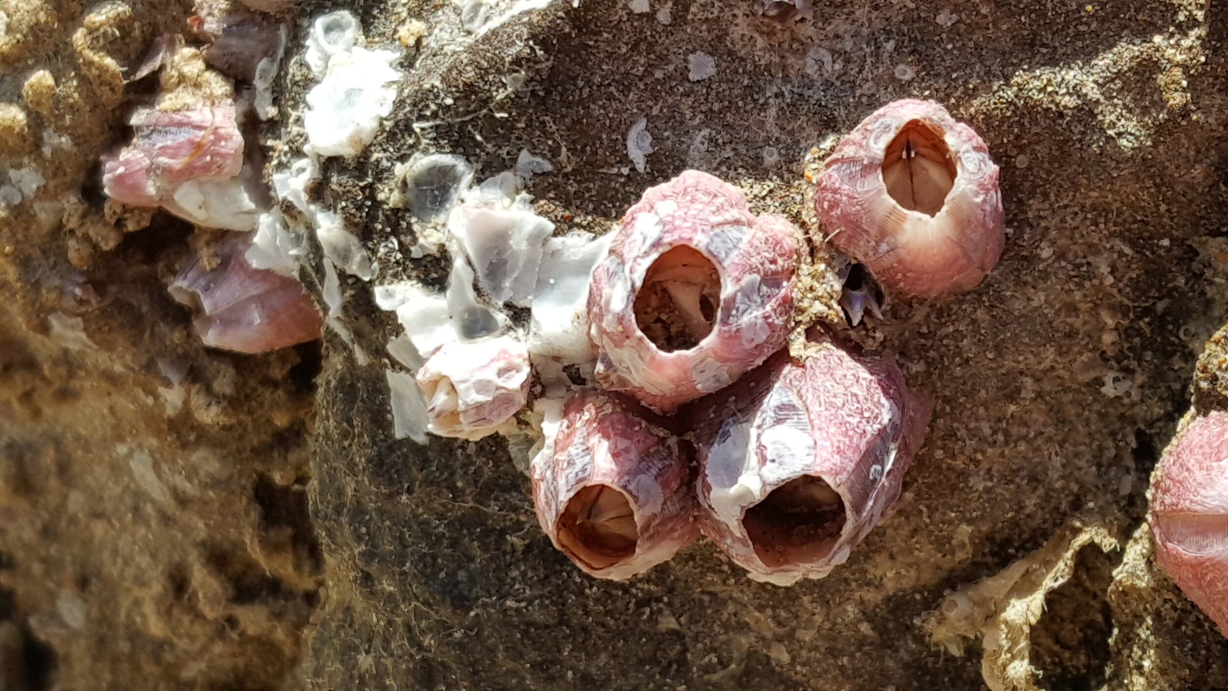  Barnacles. For the full story see our news page here: https://www.thewhitebluffproject.co/news/2021/1/16/rare-find-inspires-art-project 