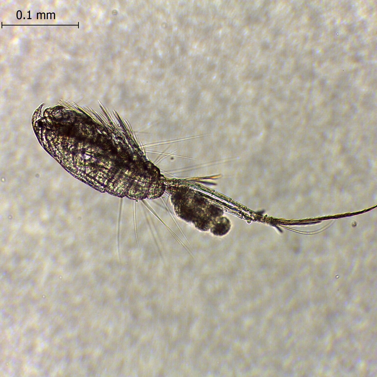  Plankton found off White Bluff. For the full story see our news page here: https://www.thewhitebluffproject.co/news/2021/1/16/rare-find-inspires-art-project 