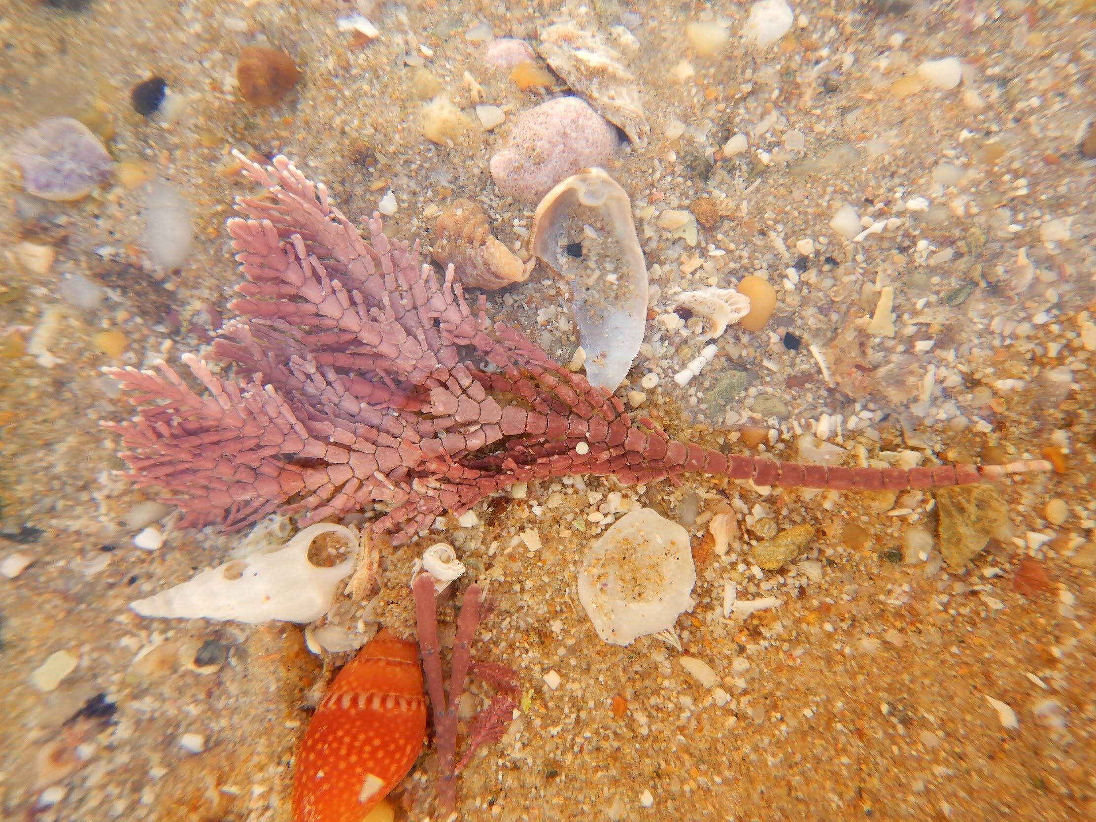  colour, texture, inspiration - White Bluff rock pool life 