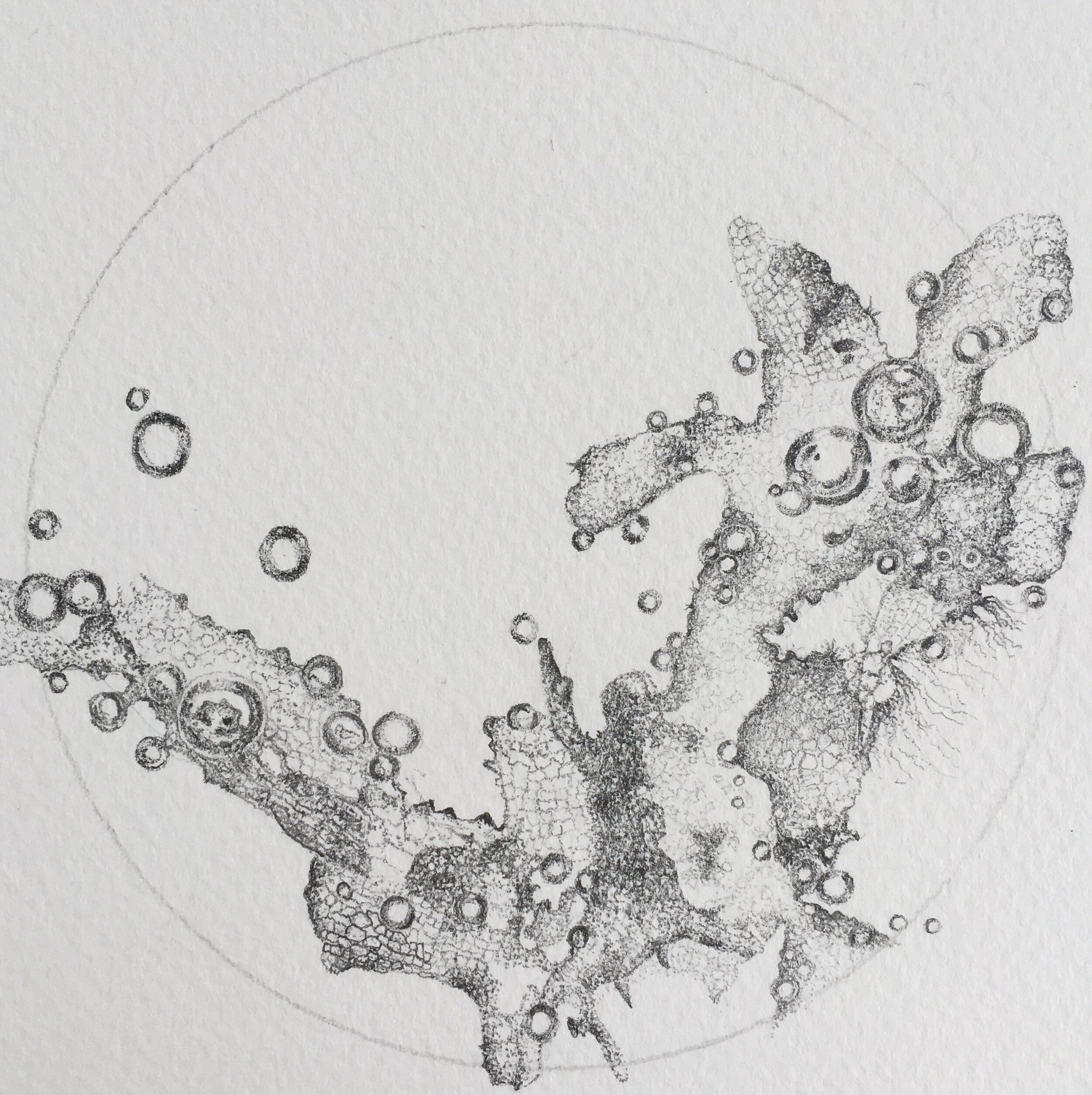  Early sketches, plankton; artist Julie Nash 