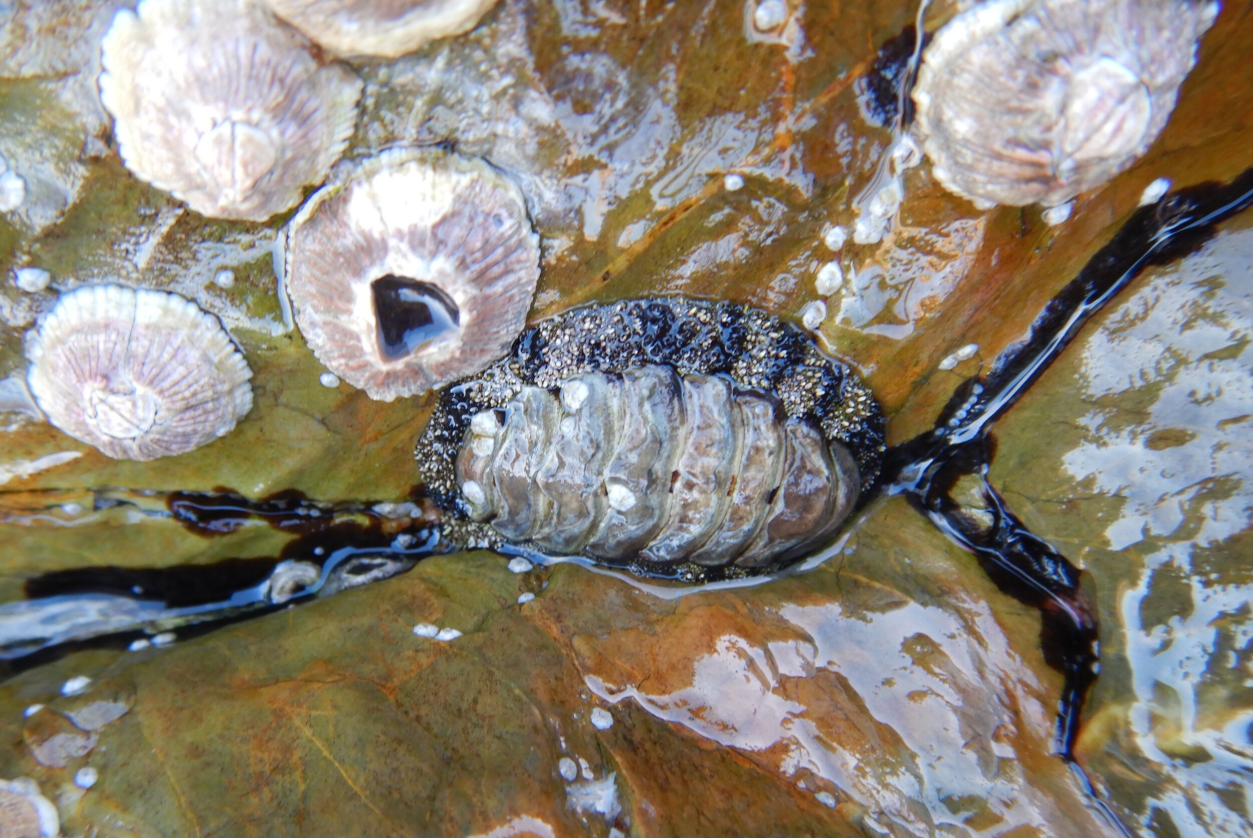  Barnacles, White Bluff rockpool. Have you seen our remarkable discovery about barnacles?? If not, visit the news page for a fun science read.  