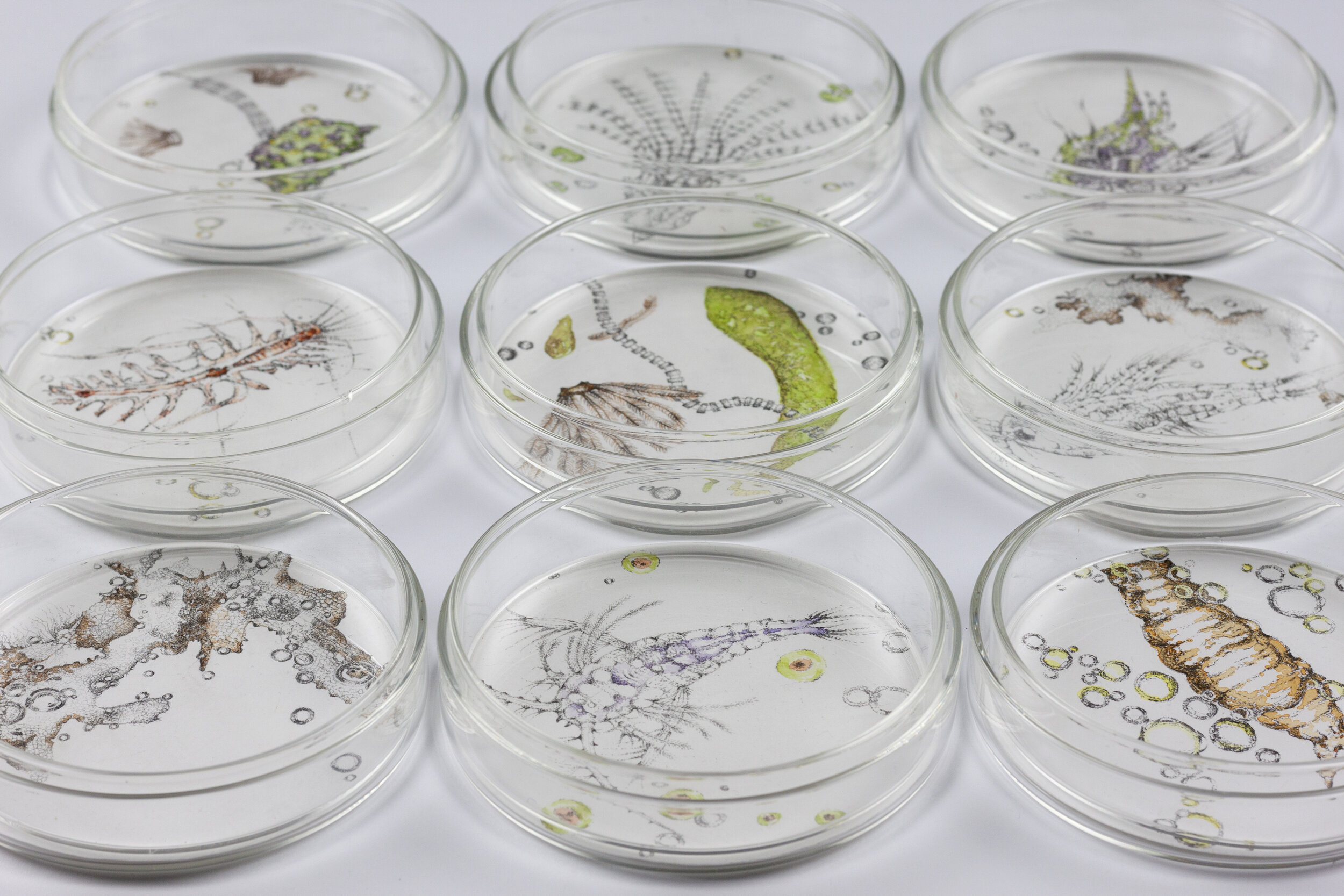  Beautiful works from Julie Nash. Life in a petri dish! The ultimate science art collaboration.  