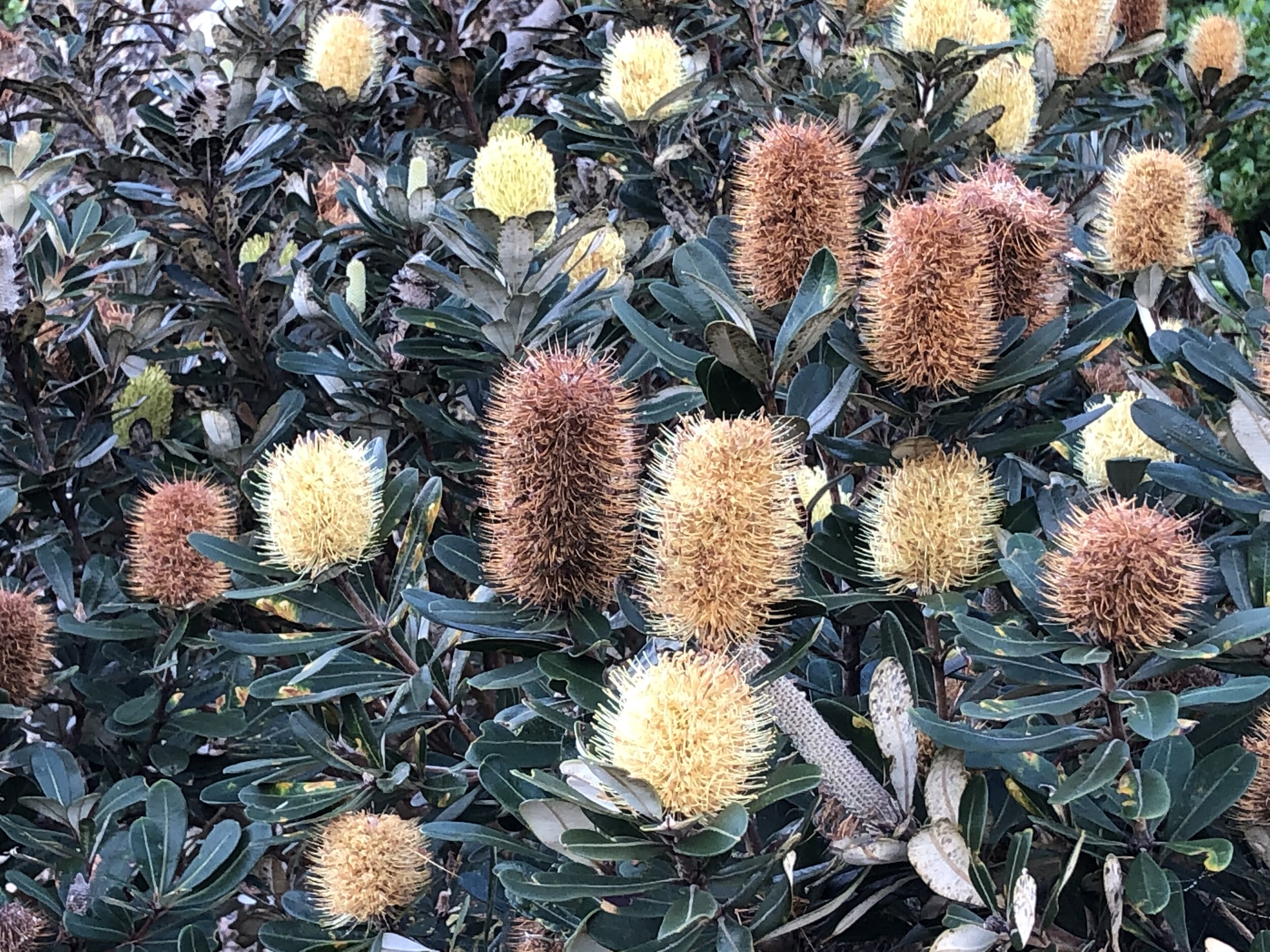  The Coastal Banksias that formed the subject of artist Ash’s work for The White Bluff Project bloom in winter along the coast and at the White Bluff site itself. They support a vibrant community of nectar eating birds. Known scientifically as Banksi