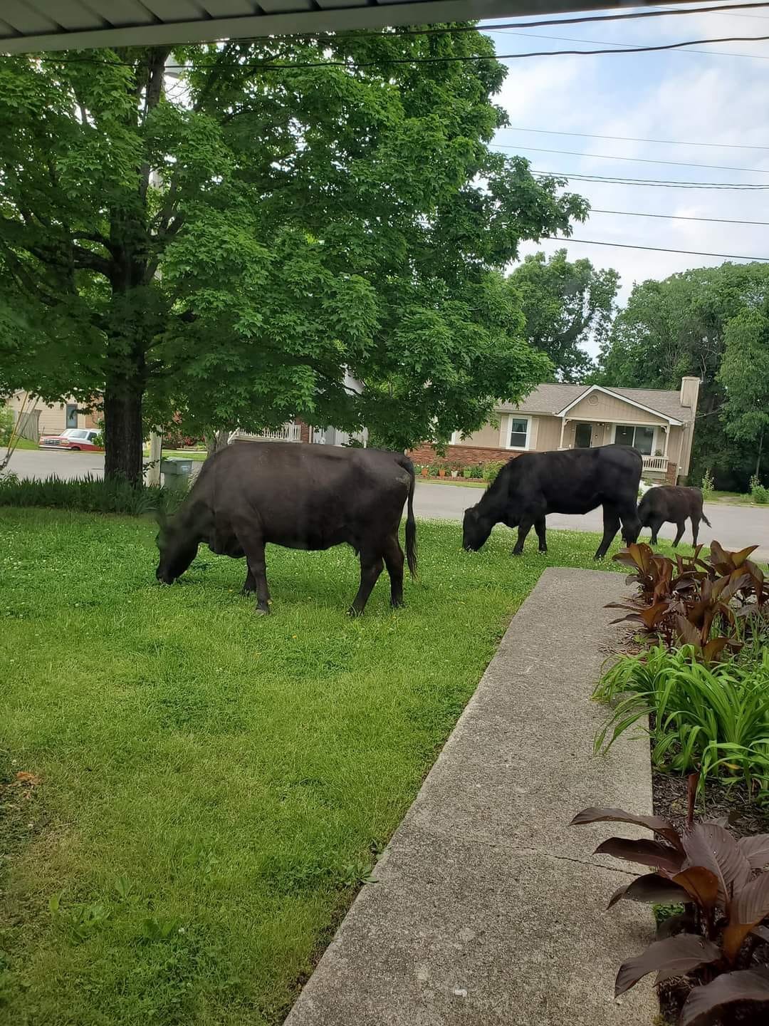 Cows.jpeg