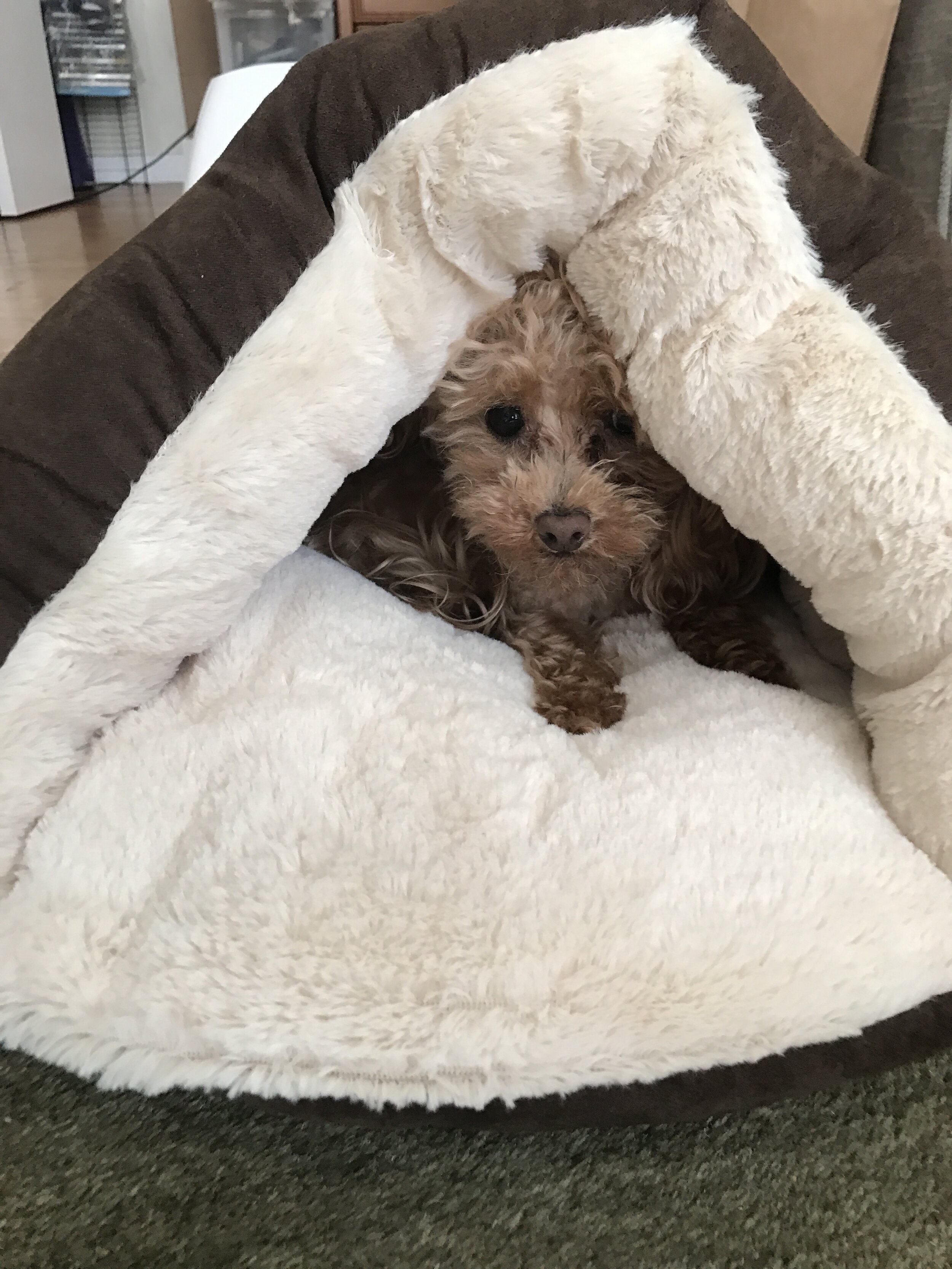 “Children with Autism CAN Connect”