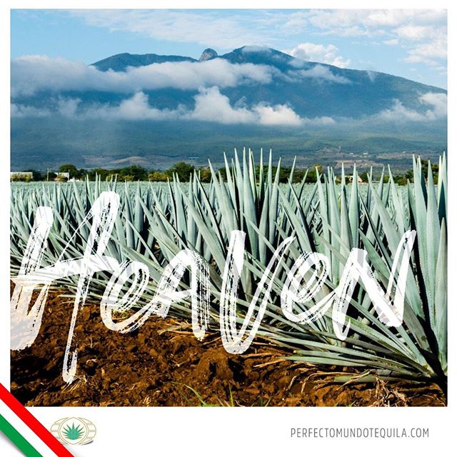 A piece of heaven on earth, where everything begins, the beginning of #Perfectomundo Tequila.⠀
⠀
&hellip;⠀
⠀
Una parte del cielo en la tierra, en donde todo comienza, el inicio de Perfectomundo Tequila.⠀
⠀
⠀
#perfectomundotequila #besttequila  #lavid