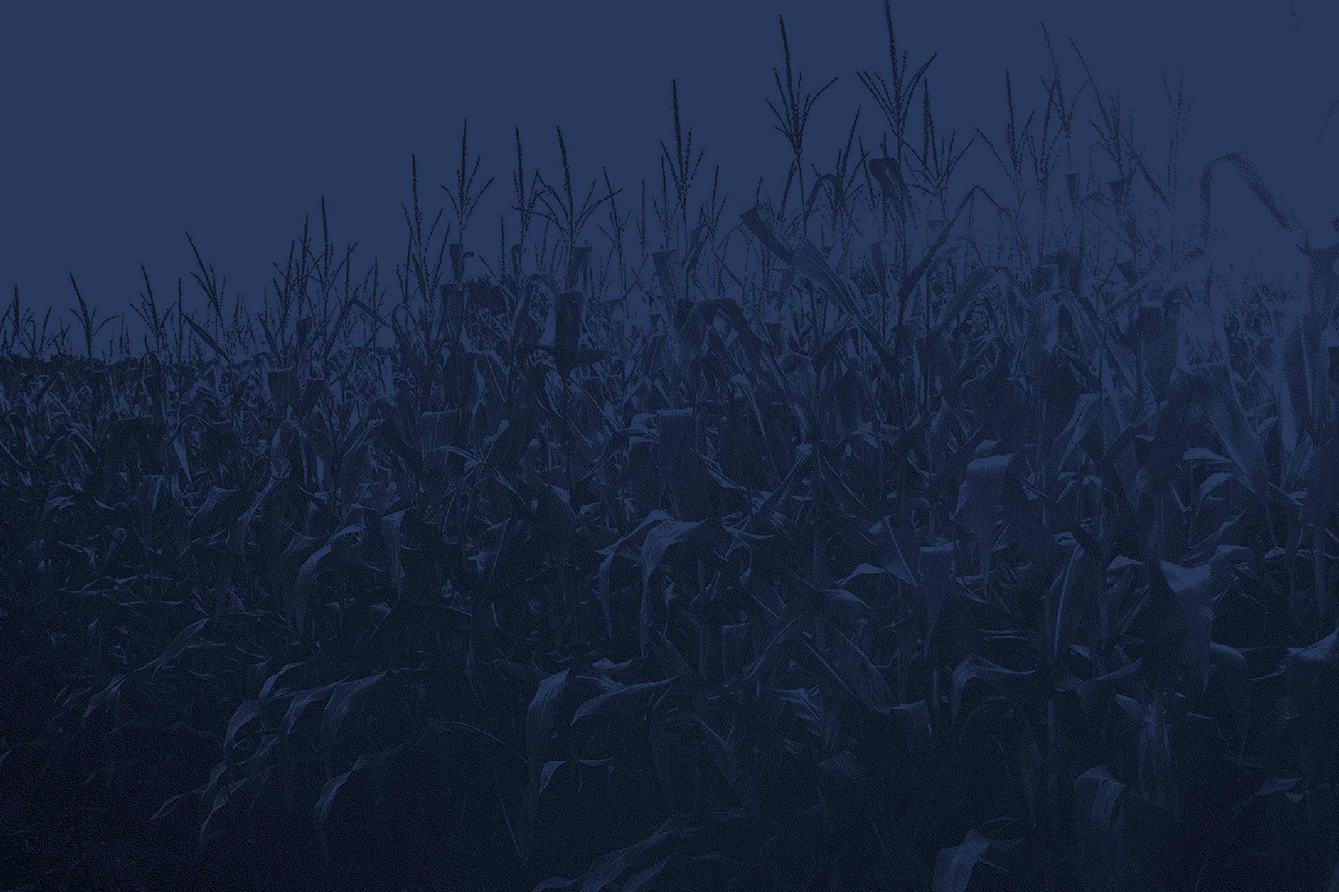 agriculture-cereal-corn-1382102.jpg