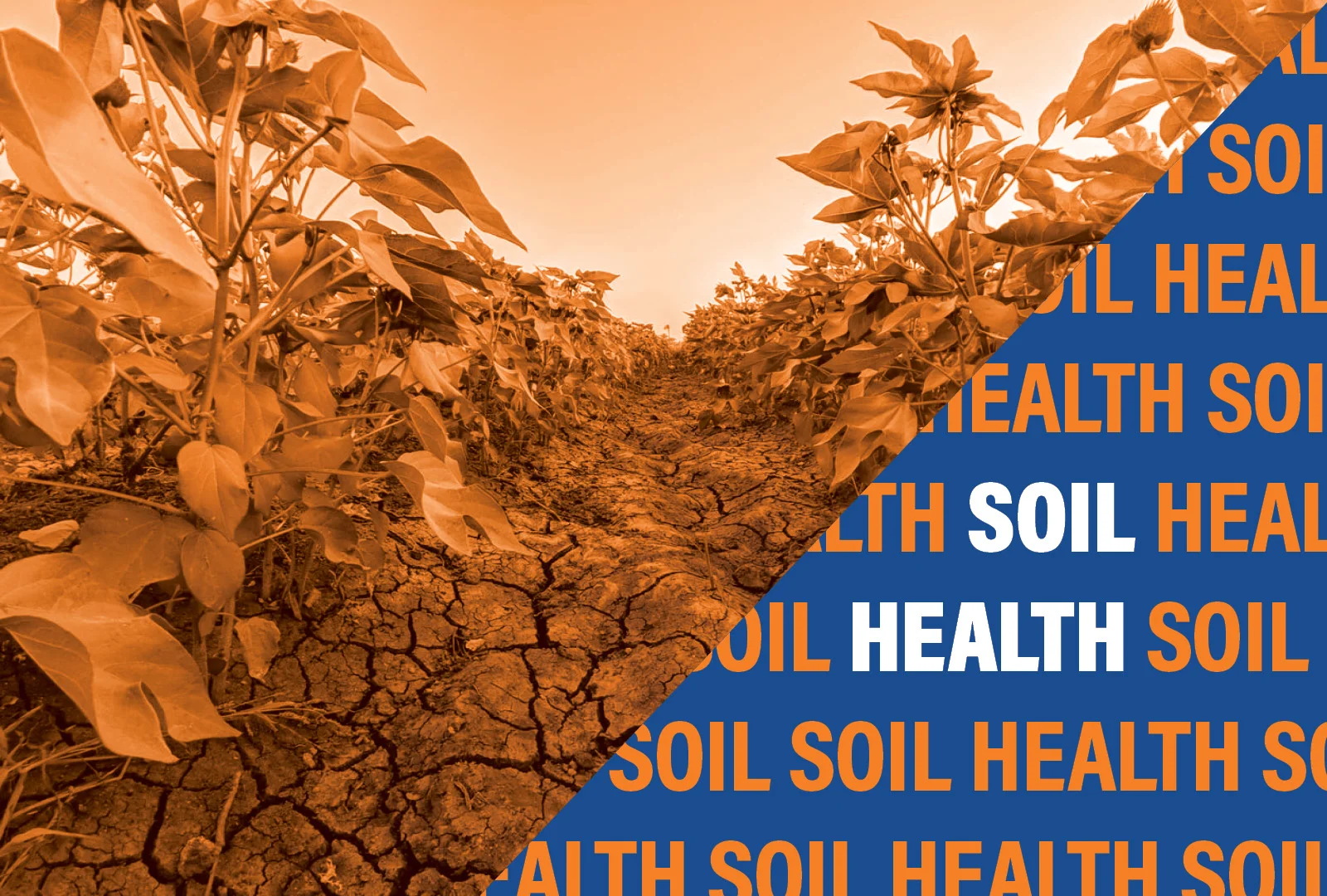 SOIL HEALTH.jpg