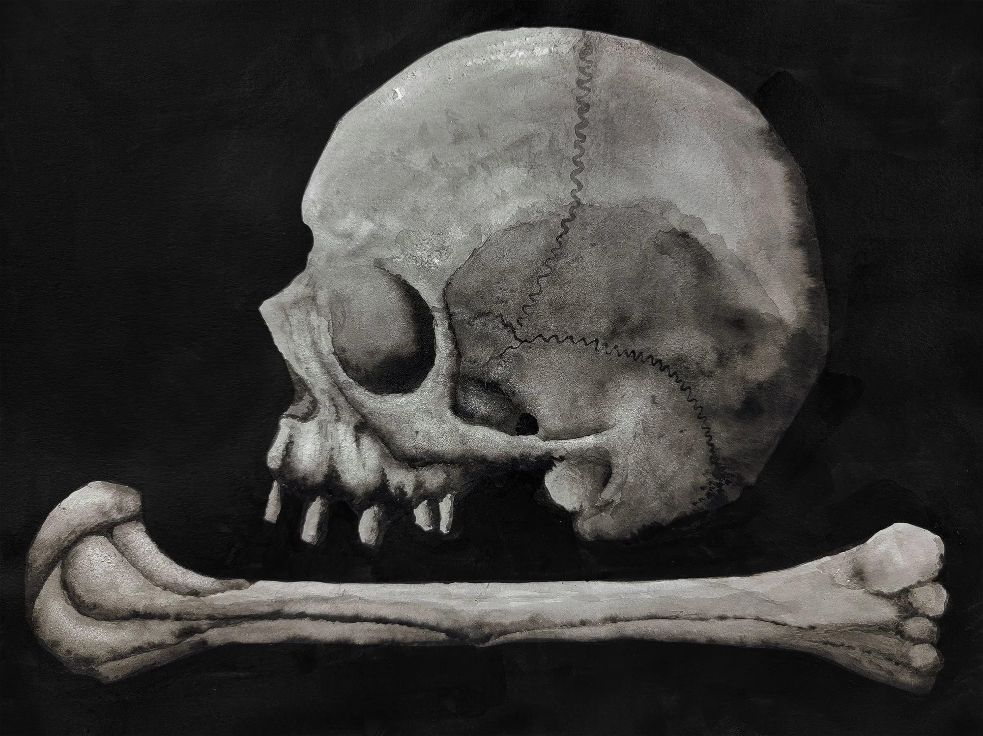 Skull-Humerus.jpg