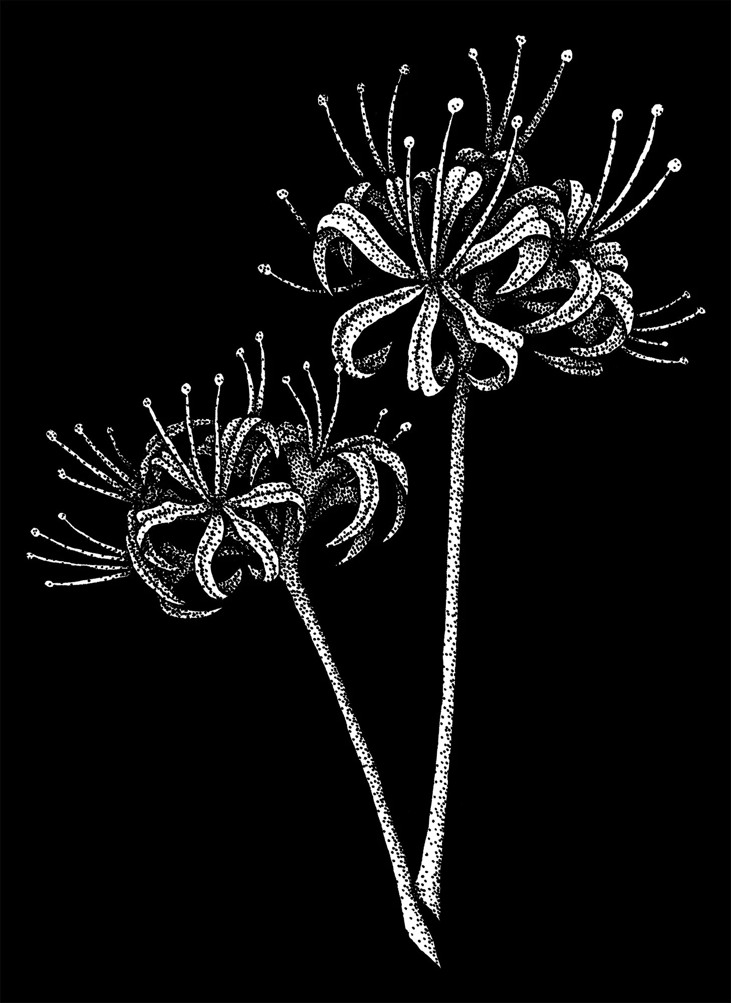 Spider-Lilies.jpg