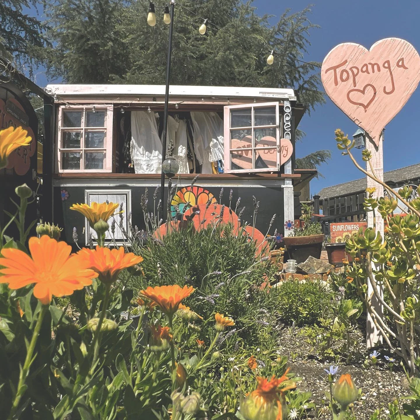 Loving springtime in the canyon @flowerpowertopanga #topangacanyonliving @pinetreecircle #santamonicamountains #lalife