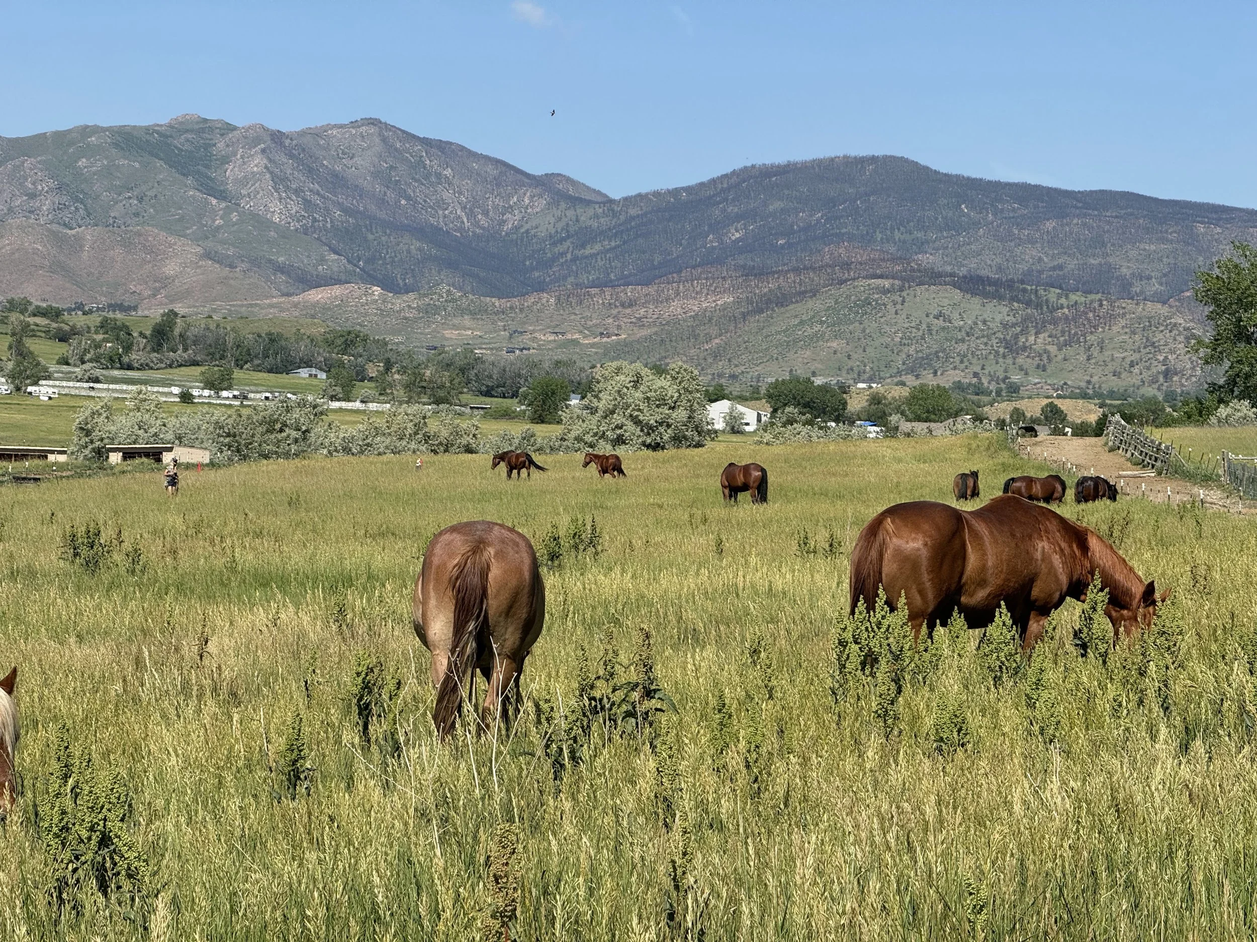 Wildsong Ranch
