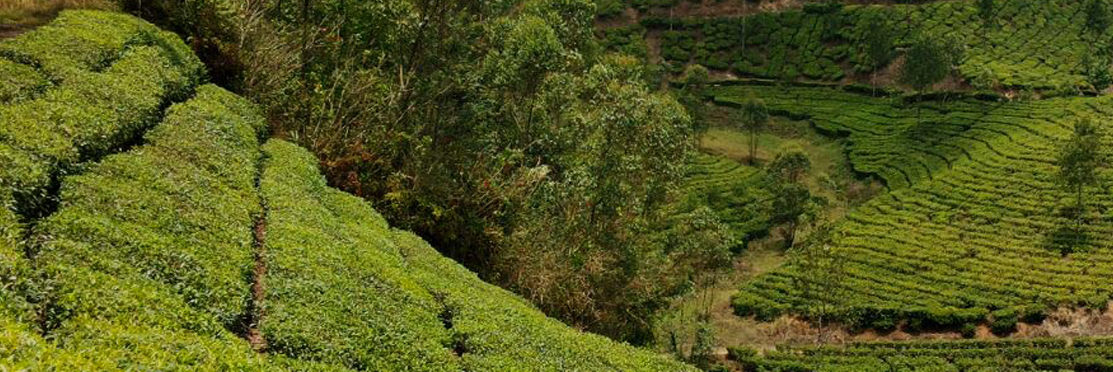 types-of-tea-crop.jpg