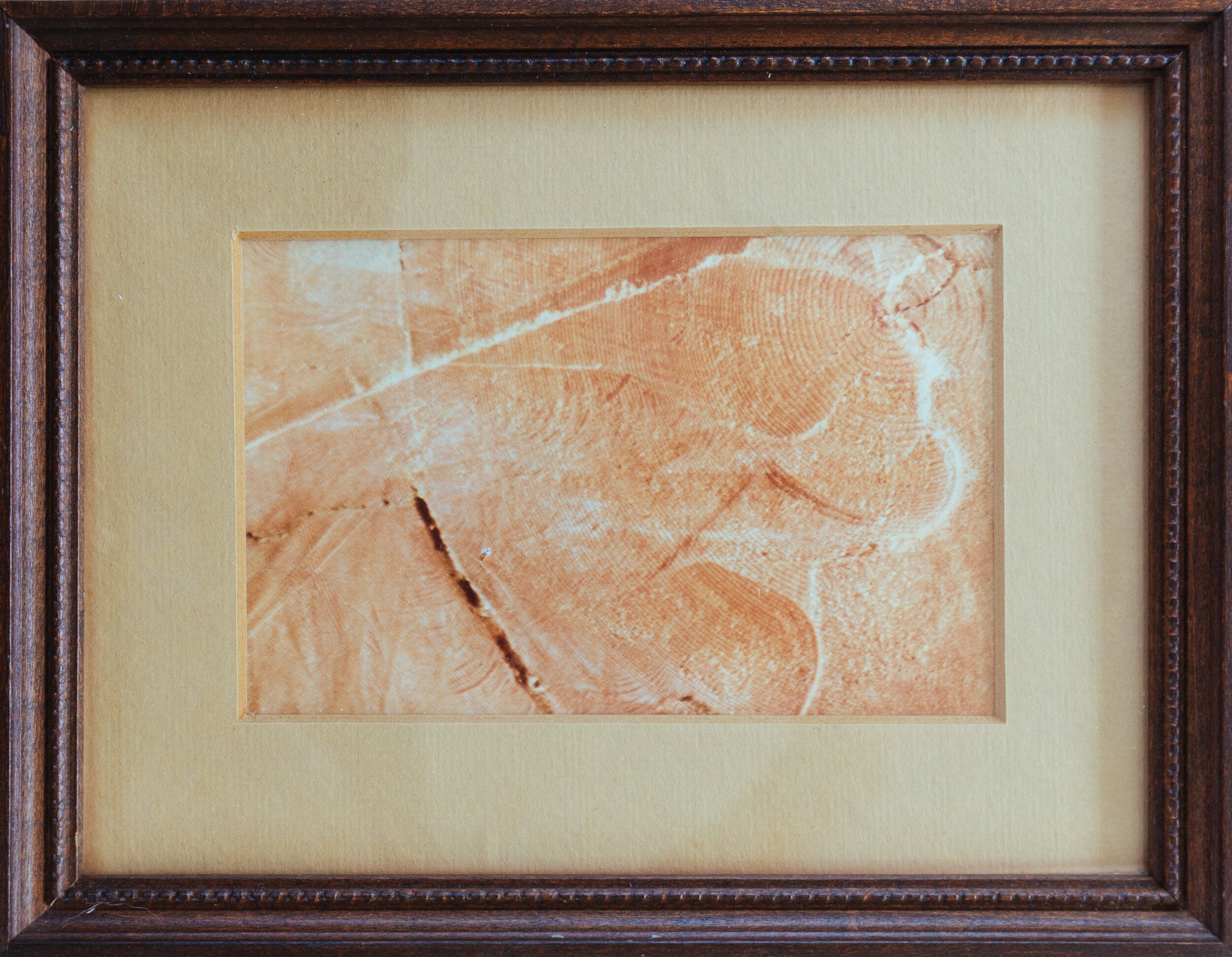 Tree Grain (Printed Photo)