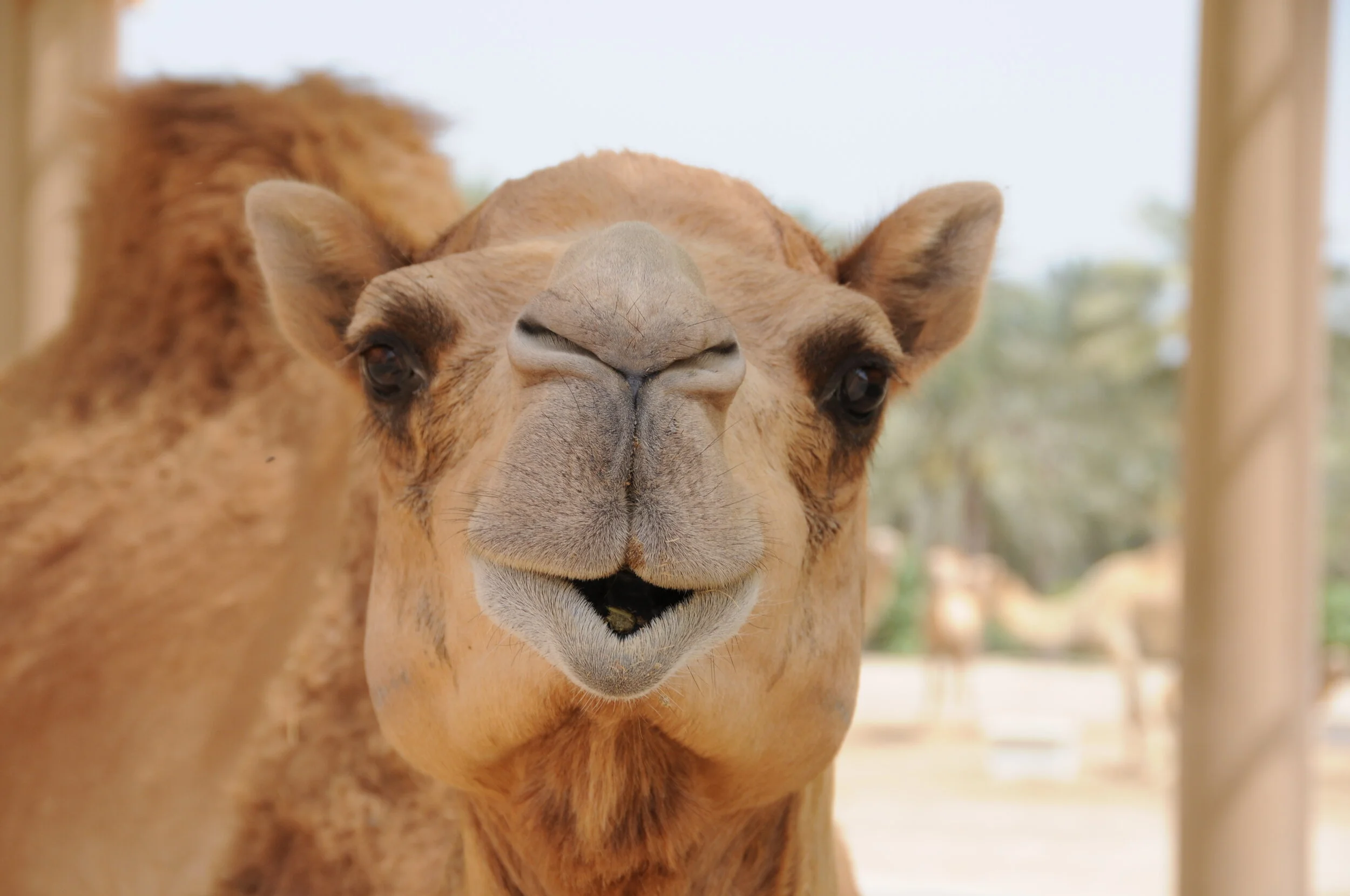 Royal Camel - May 2017