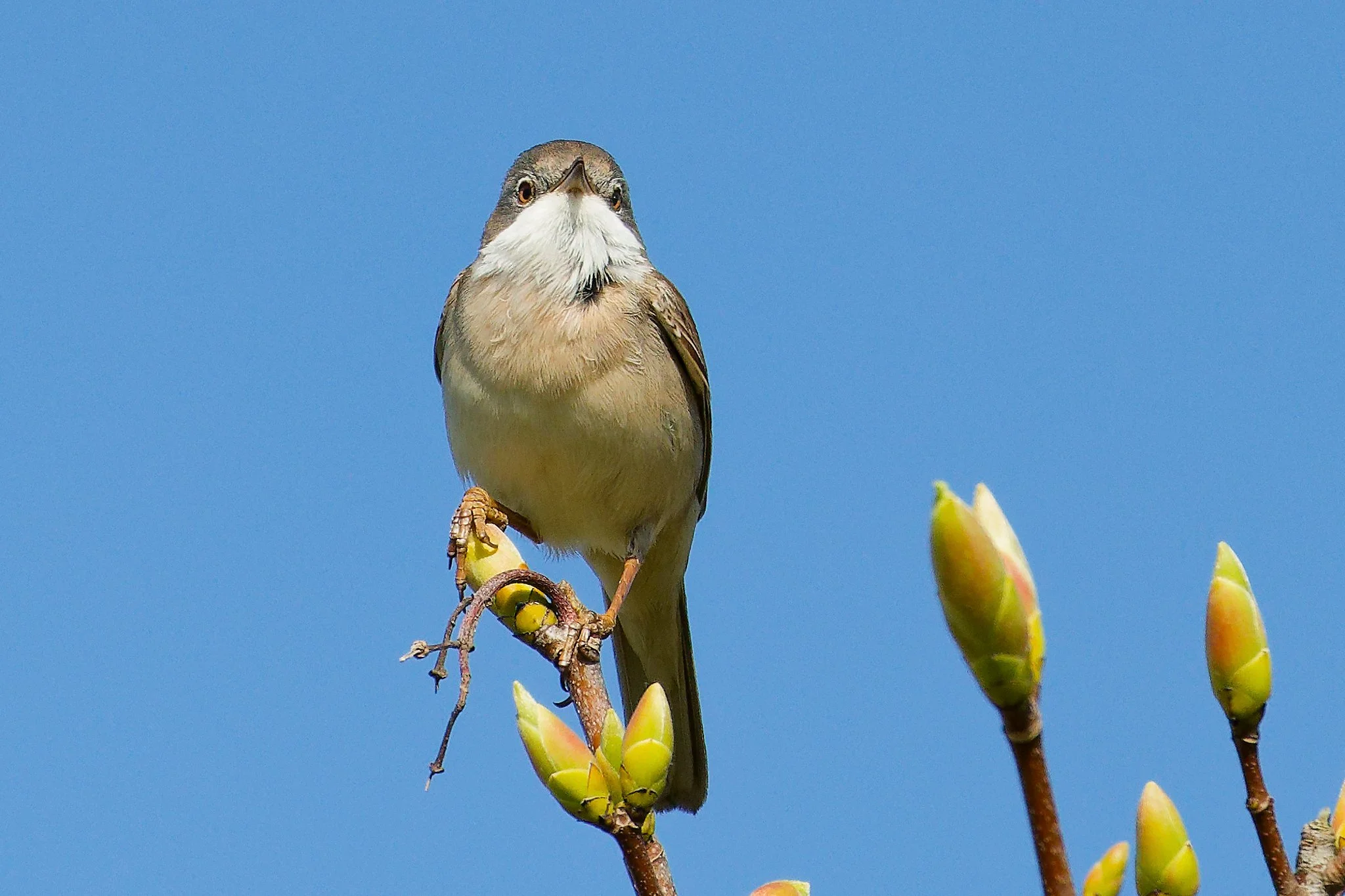 Common Whitethroat - 23rd April 2026