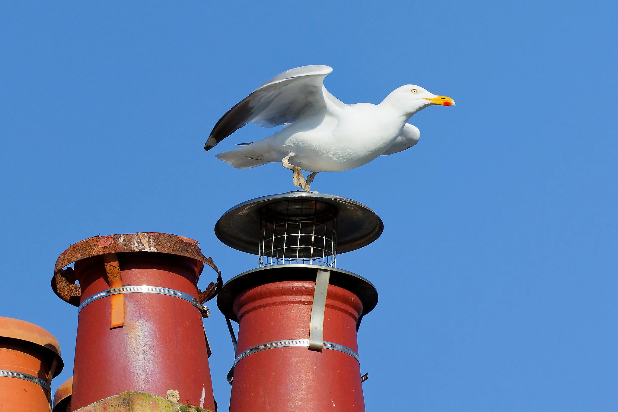European Herring Gull - 22nd April 2026