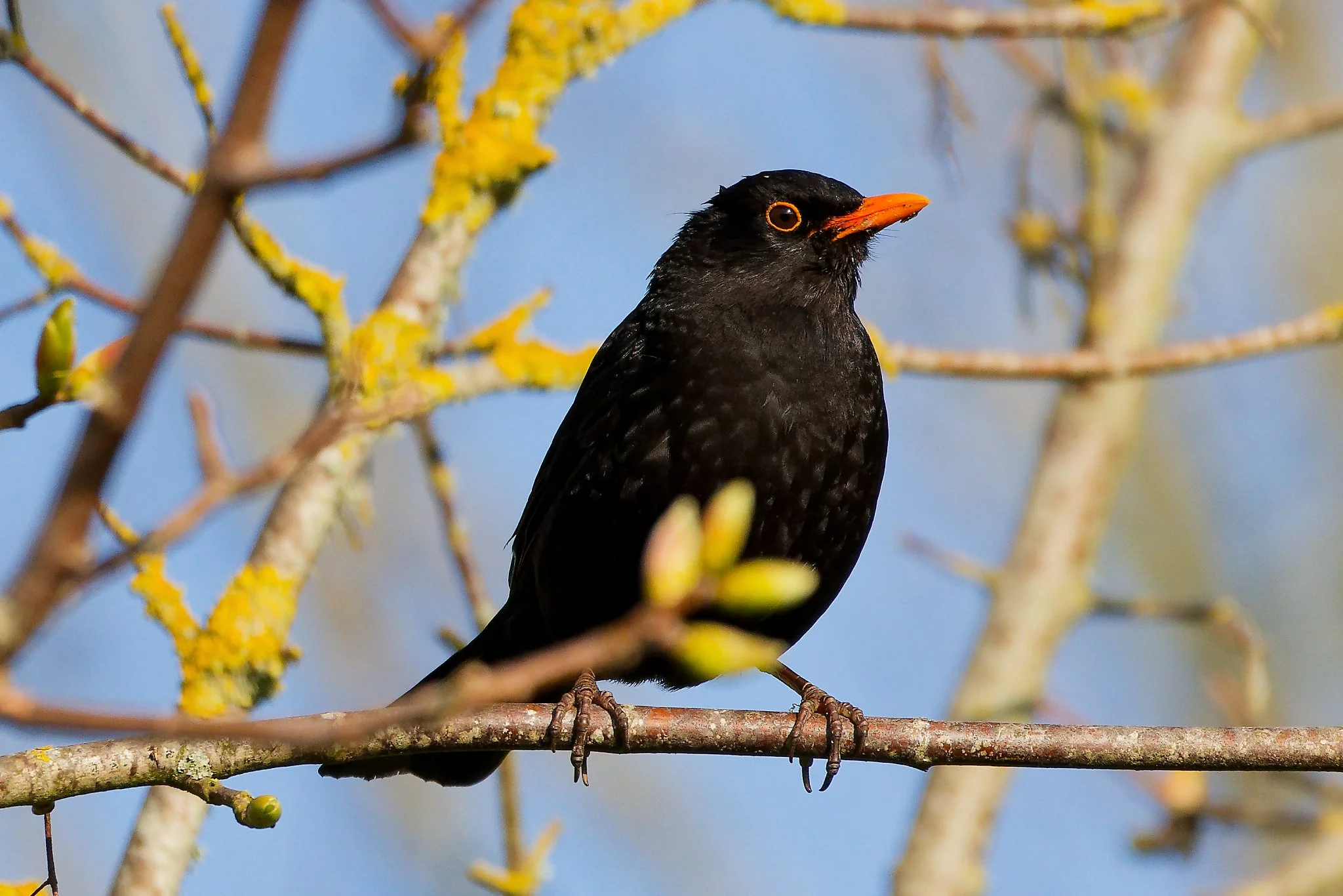 Common Blackbird - 22nd April 2026