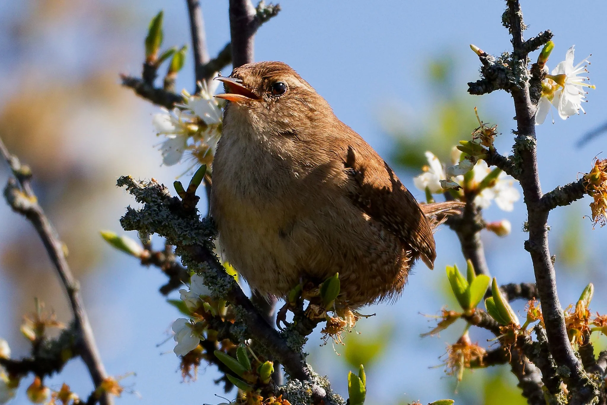 Eurasian Wren - 19th April 2026