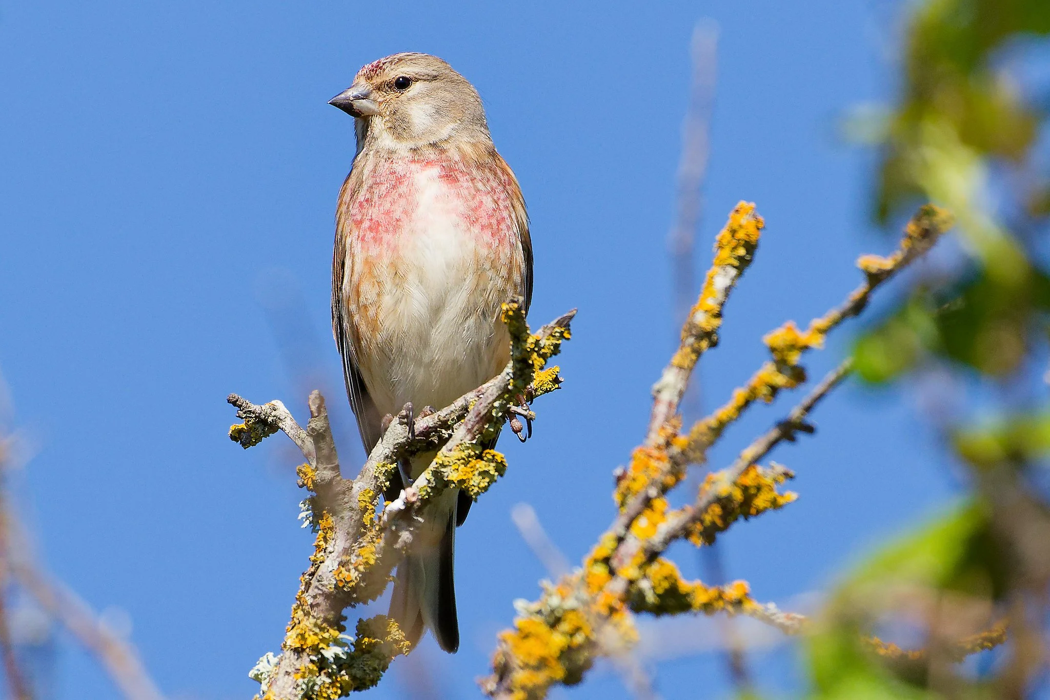 Common Linnet - 19th April 2026