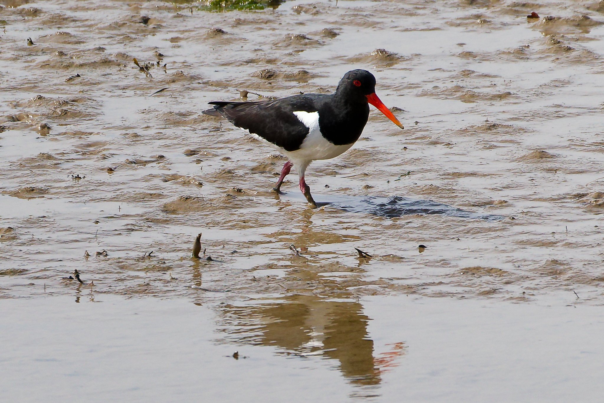 Eurasian Oystercatcher - 29th April 2026