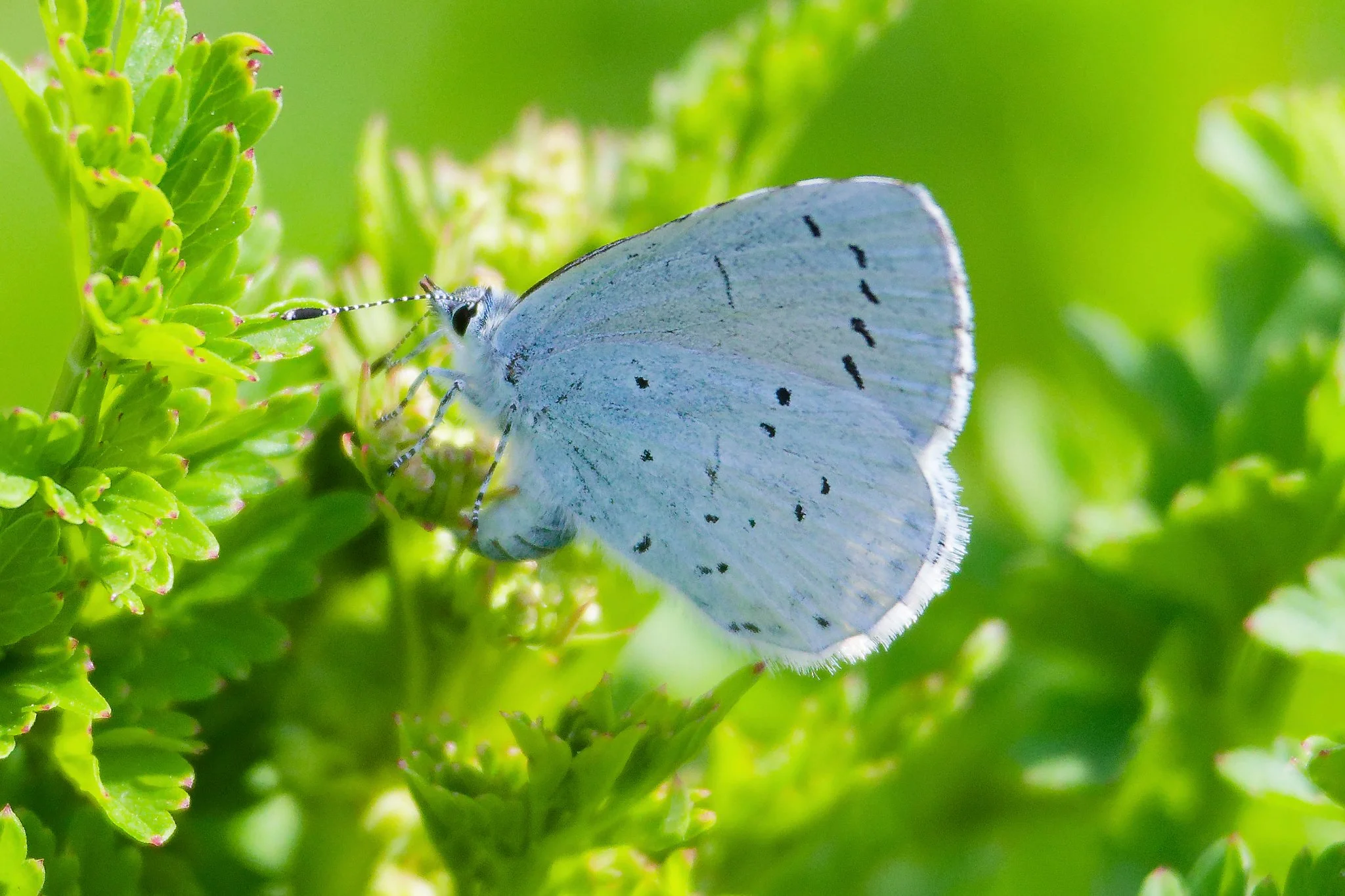 Holly Blue Butterfly - 29th April 2026