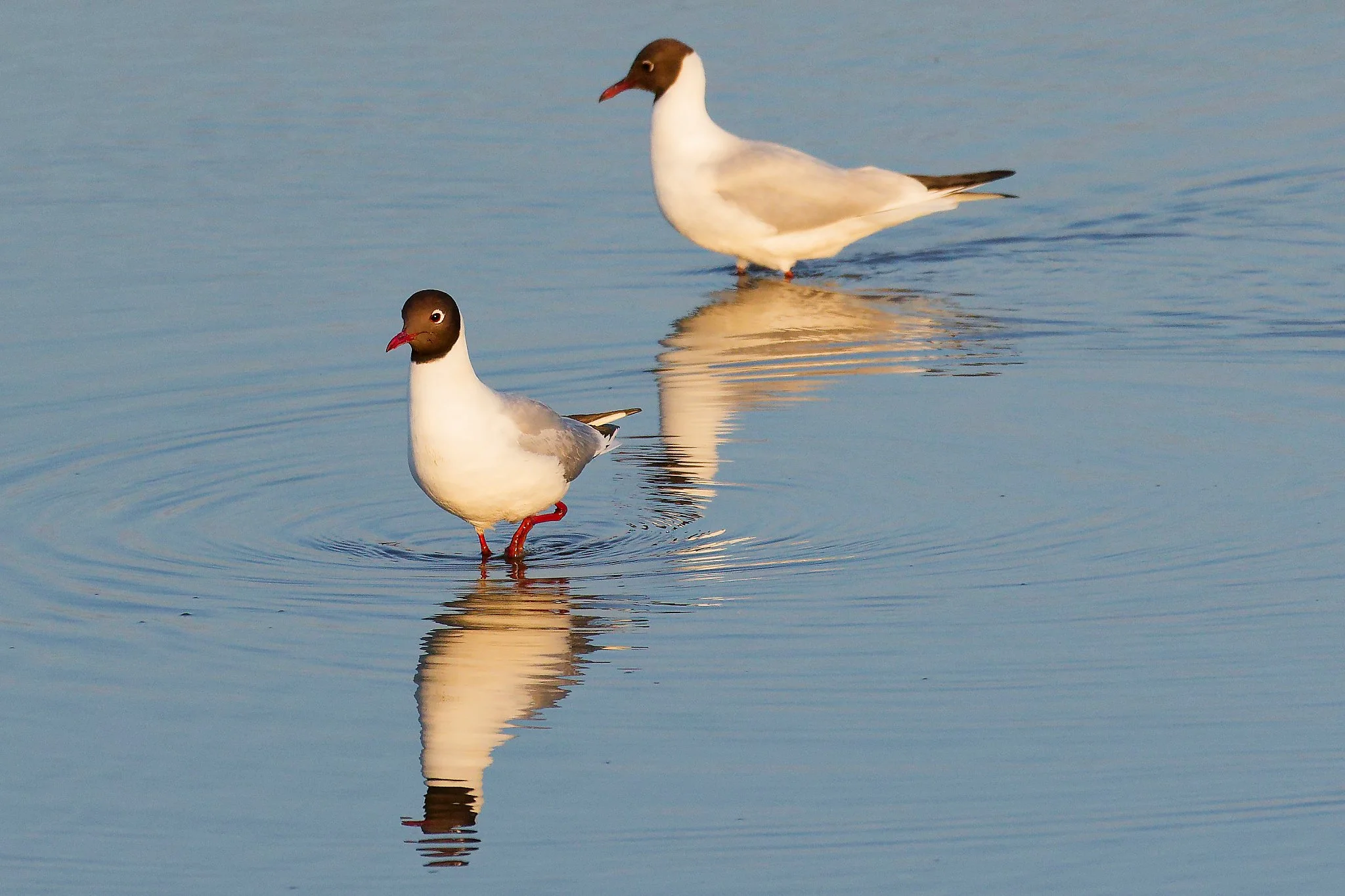 Black-Headed Gulls - 1st May 2026