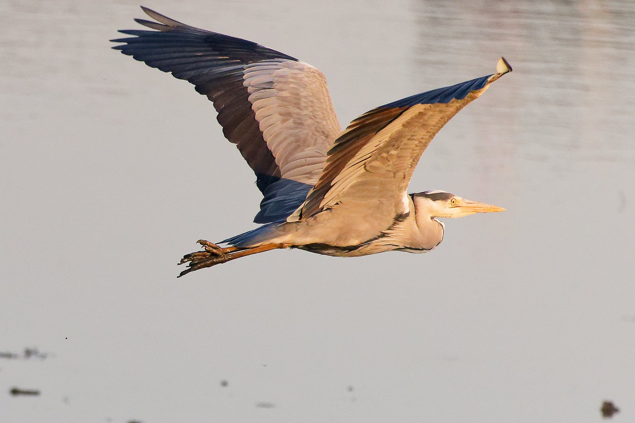 Grey Heron - 1st May 2026