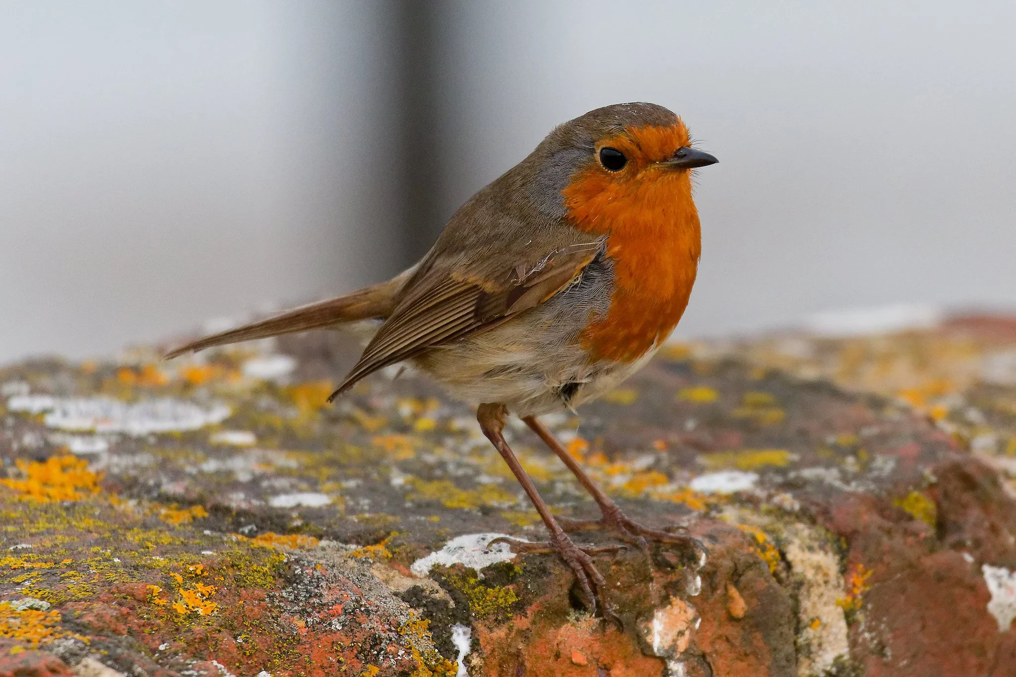 Robin - 5th May 2026
