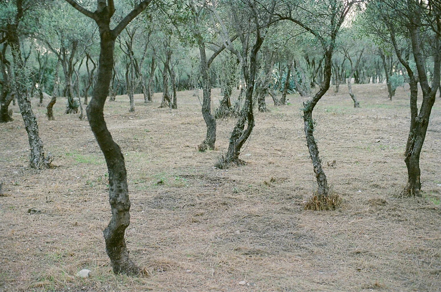 43860018.jpg