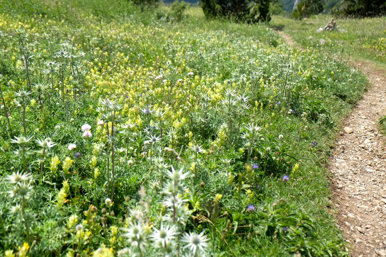 DSCF6731 edit.jpg