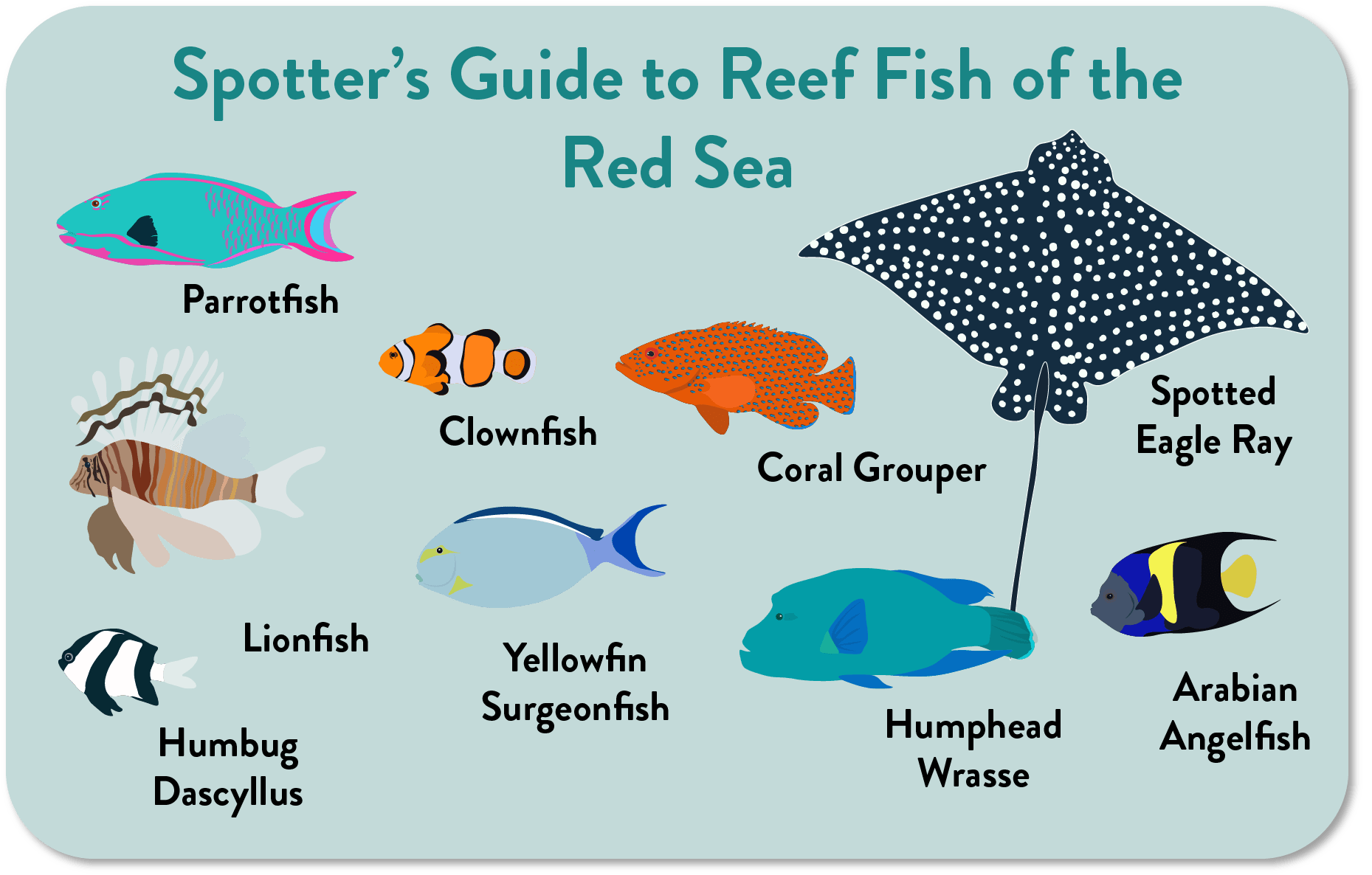 Spotters Guide-min.png