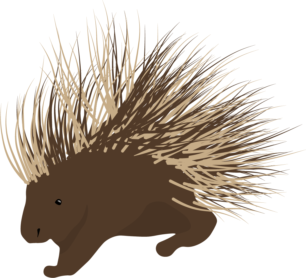 Porcupine-min.png