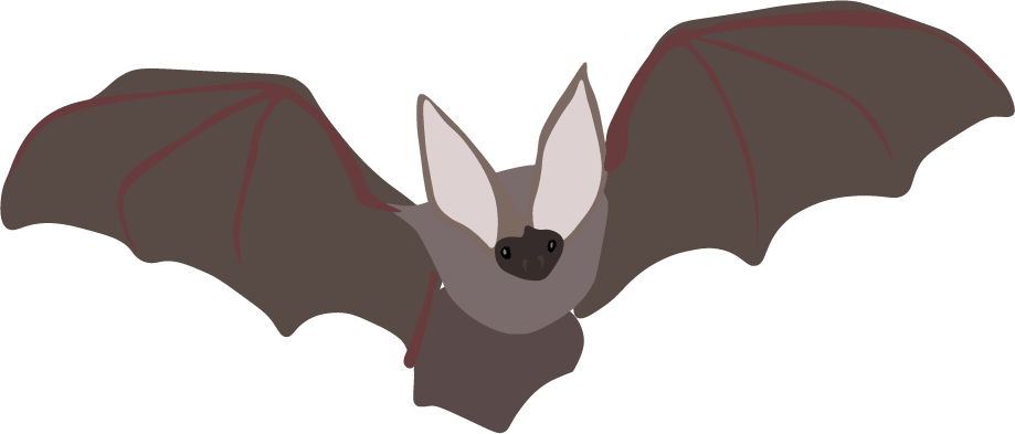 Bat-min.png