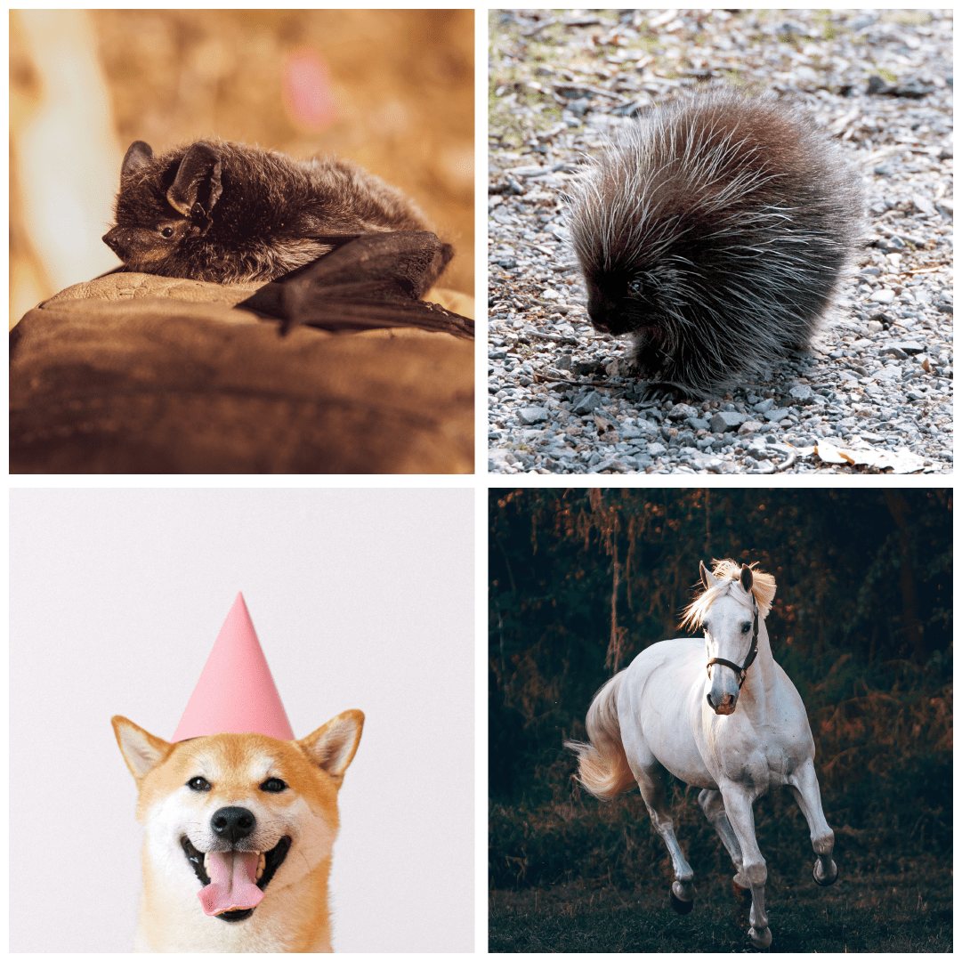 Animals-min (1).png