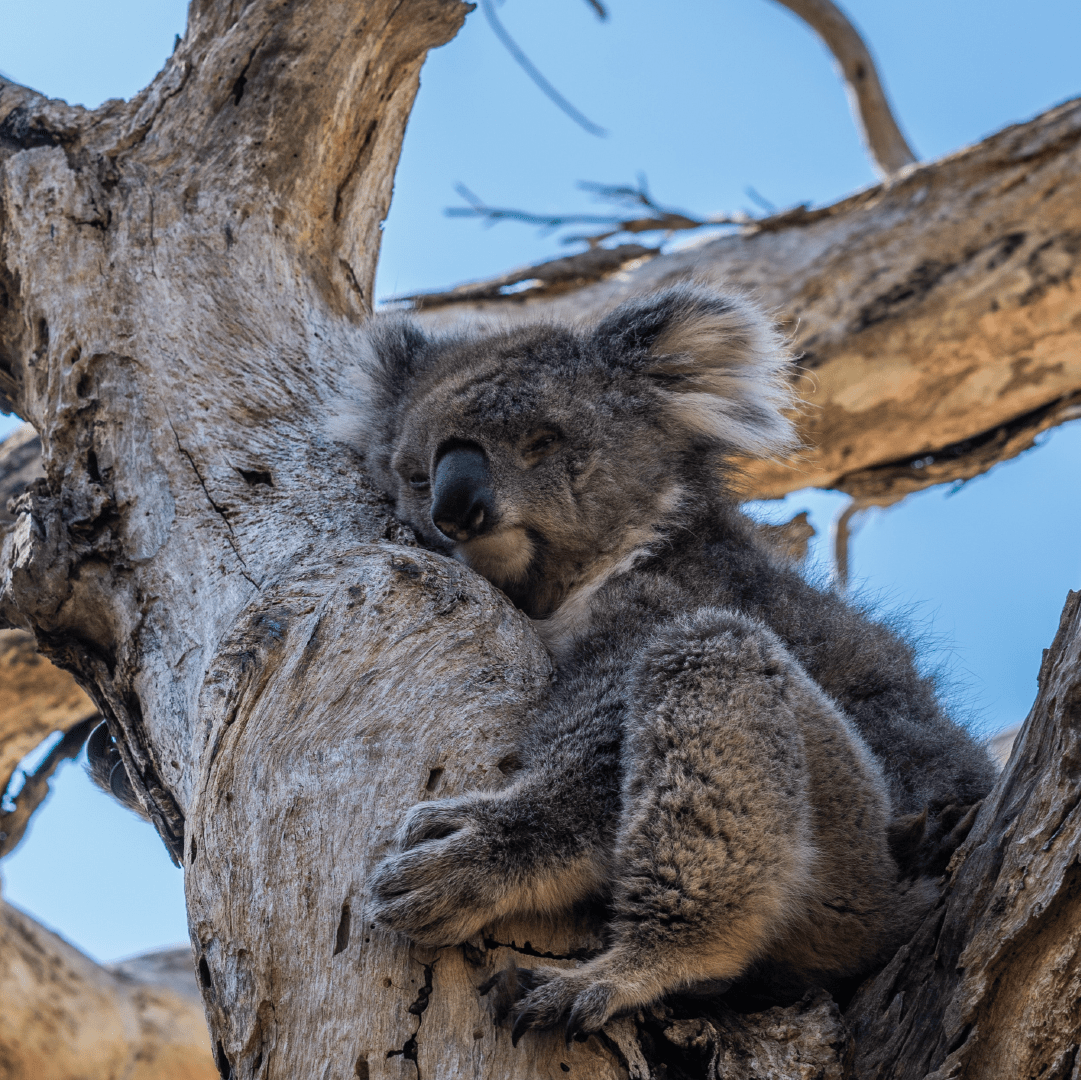How we messed up our first attempt at talking about Indigenous peoples in Australia (and what we’re doing to fix it)