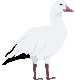 Snow Goose-min.png