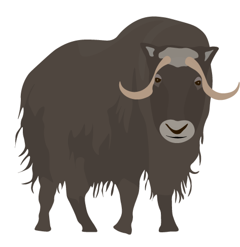 Muskox-min.png